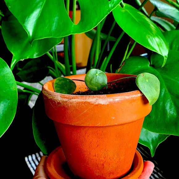 Meet your Posher, Kate - Picture 1 of 1